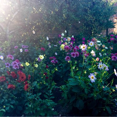 Becki's garden