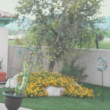 Rebecca's garden