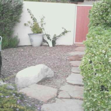 Rebecca's garden