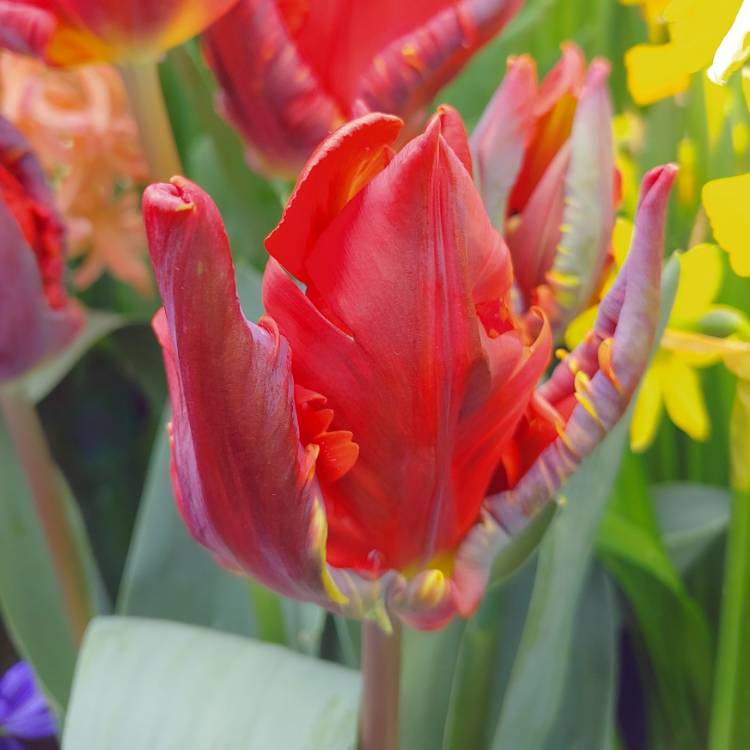 plant image 961766