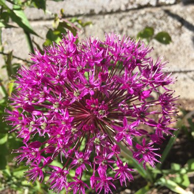 Allium 'Purple Sensation'