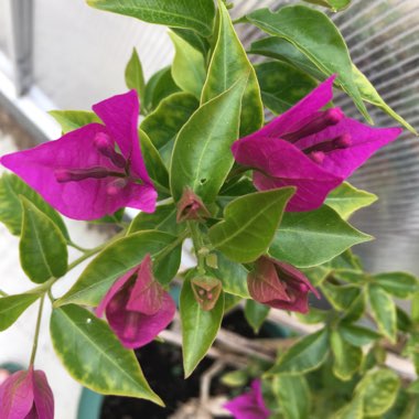 Bougainvillea