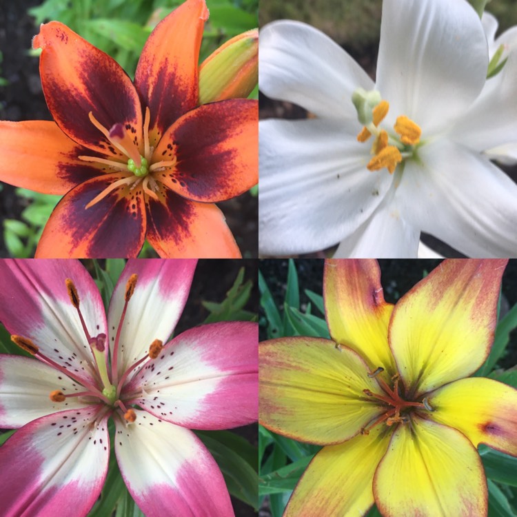plant image 1334995
