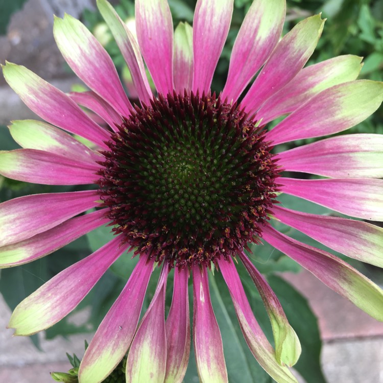 Plant image Echinacea purpurea 'Green Twister'