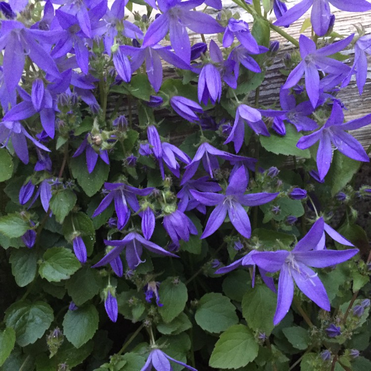 Plant image Campanula poscharskyana 'Blue Gown'