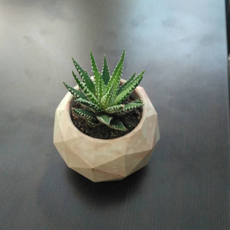 Plant image Haworthiopsis coarctata var. coarctata syn. Haworthia coarctata, Haworthia resendeana