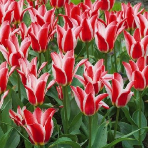 Plant image Tulipa 'Pinocchio'