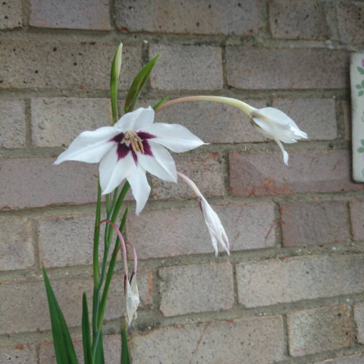plant image 546051 plant image 546051