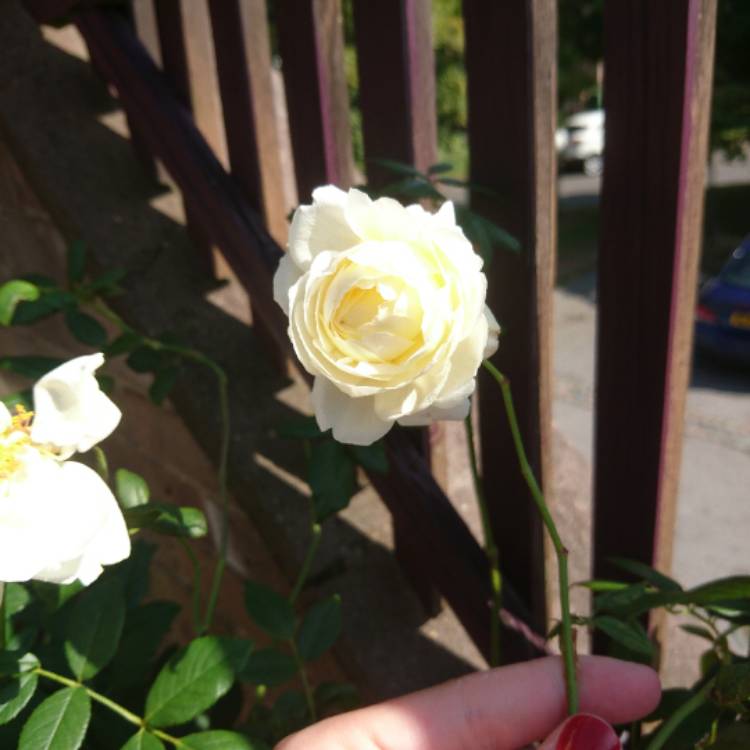 plant image 546057