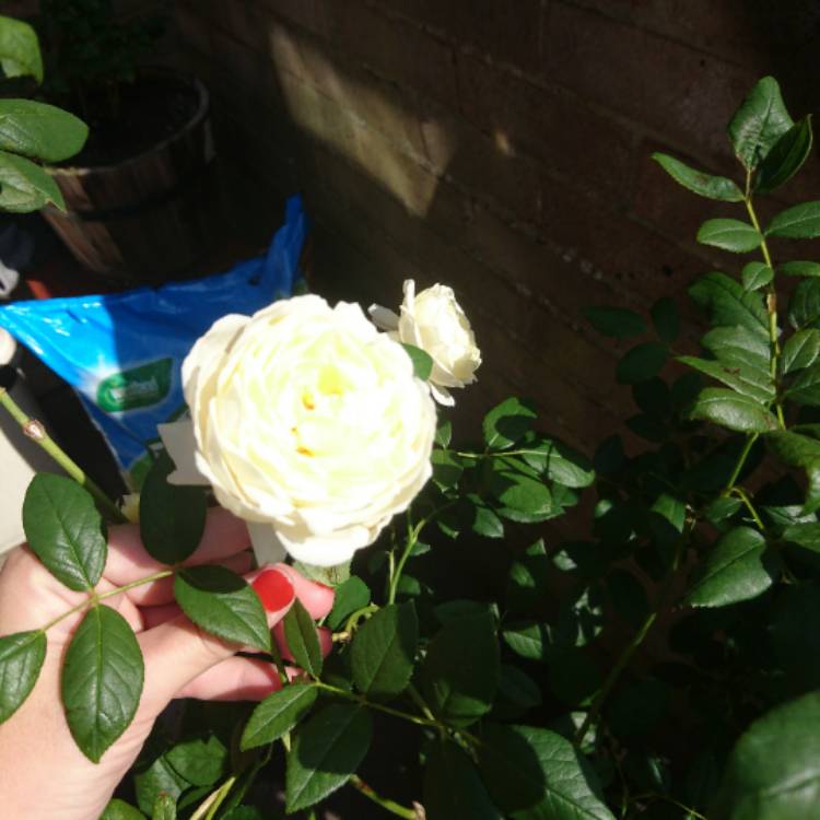 plant image 546060