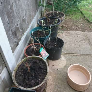 Rebecca's garden