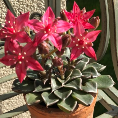 Tacitus Bellus syn.Graptopetalum Bellum