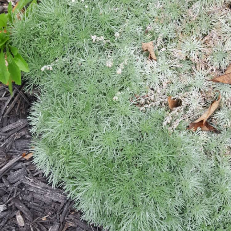 Plant image Artemisia schmidtiana 'Nana'