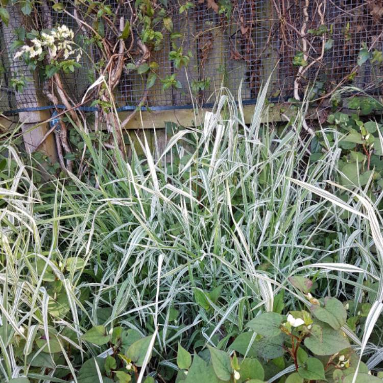 Plant image Pleioblastus variegatus 'Tsuboii'