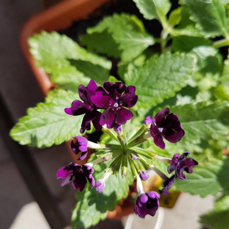 Plant image Verbena 'Empress Imperial Blue'