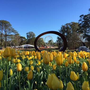 Tulipa