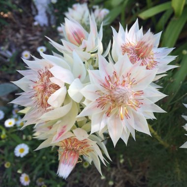 Serruria florida 'Blushing Bride'