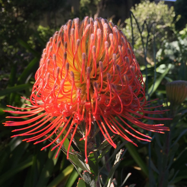 plant image 272572