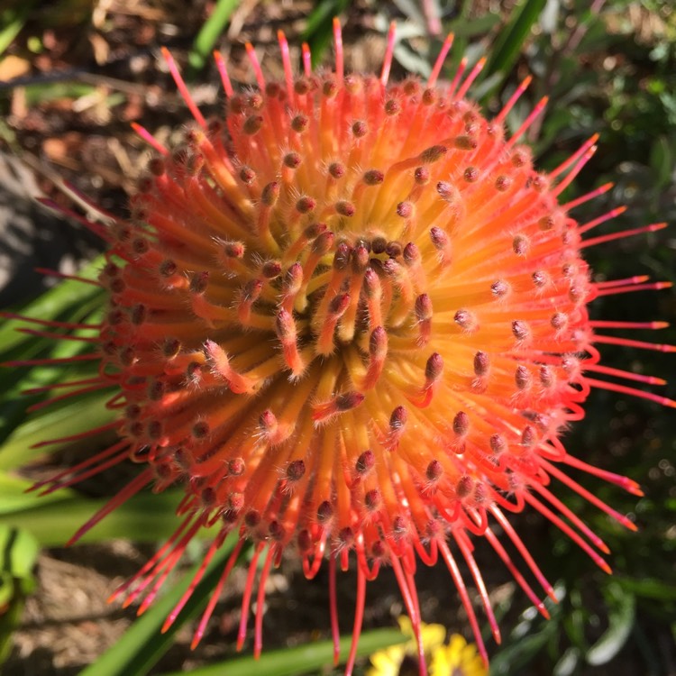 Plant image Leucospermum reflexum hybrid 'So Exquisite'