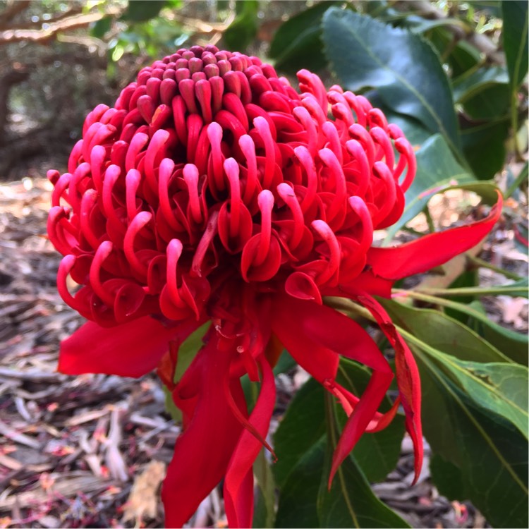 plant image 278044