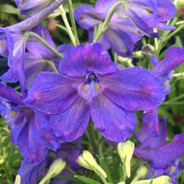 Delphinium