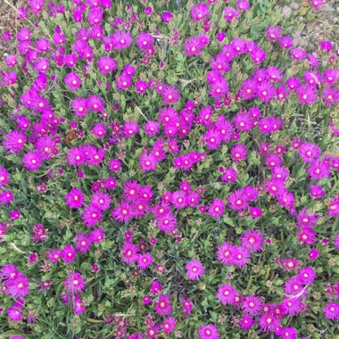 Carpobrotus