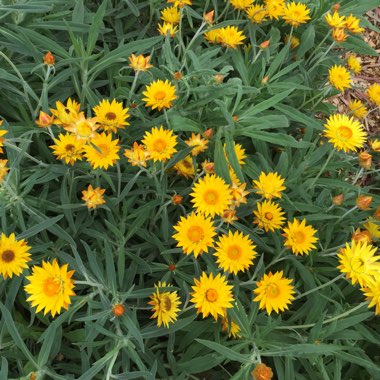 Helichrysum