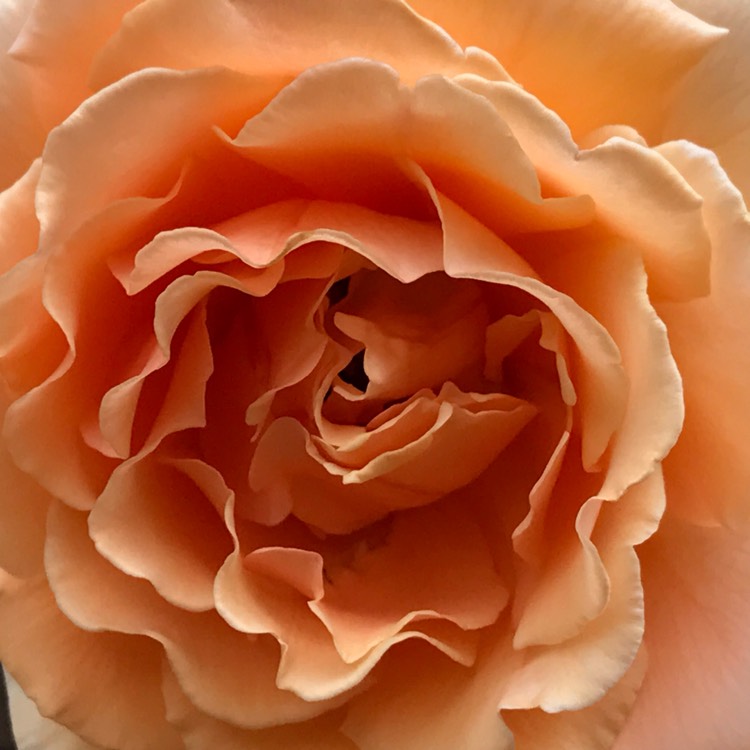 plant image 292505