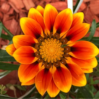 Gazania