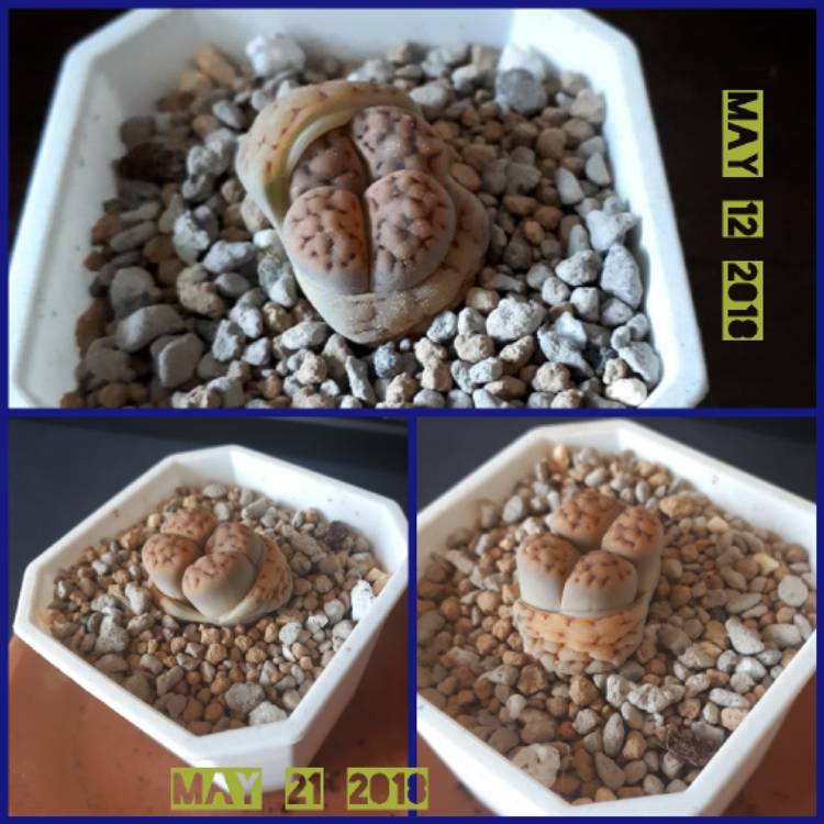 plant image 733943