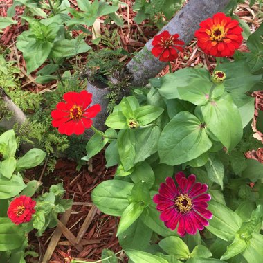 Zinnia elegans