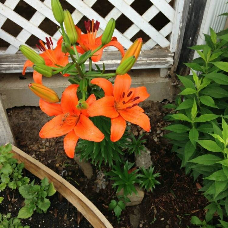 Plant image Lilium 'Orange Pixie'