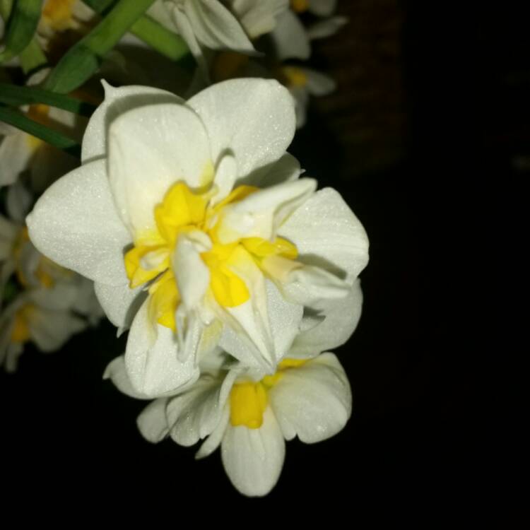 plant image 405175