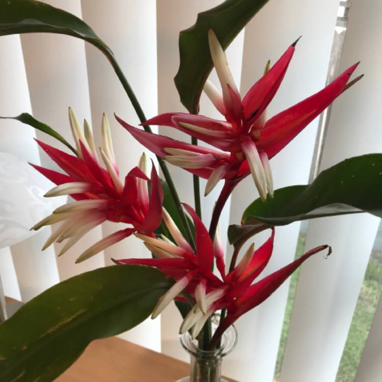 Plant image Heliconia