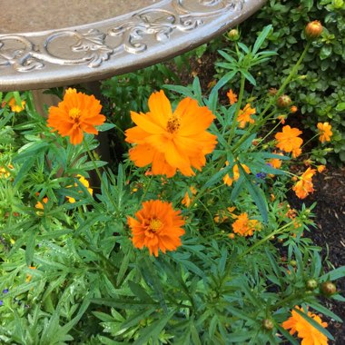 Andrea's garden