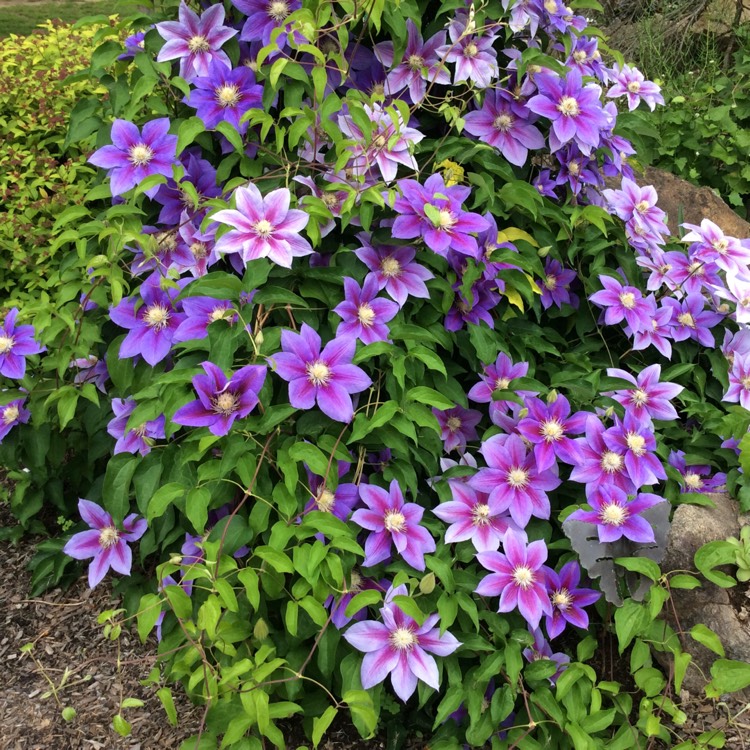 plant image 506679