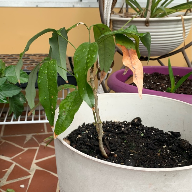 plant image 1225487