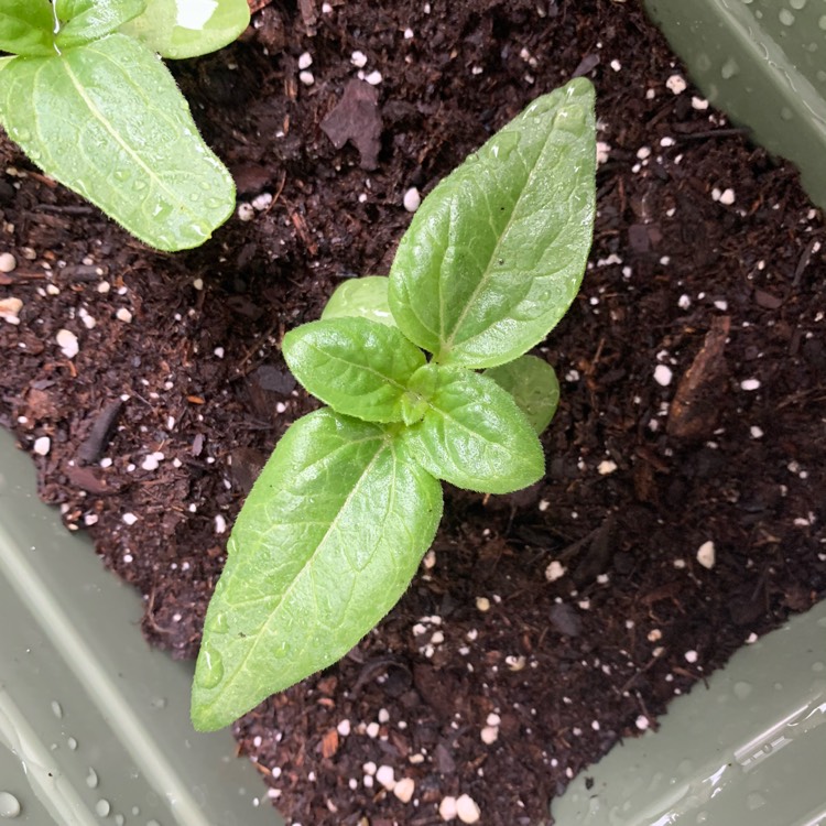 plant image 1225490