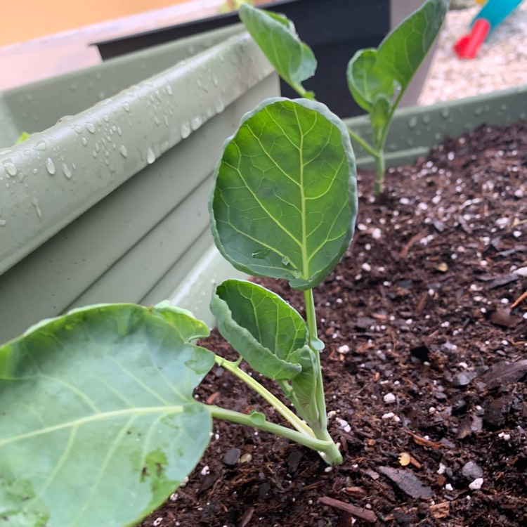 plant image 1225491