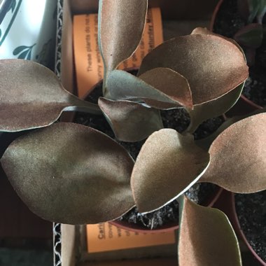Kalanchoe orgyalis