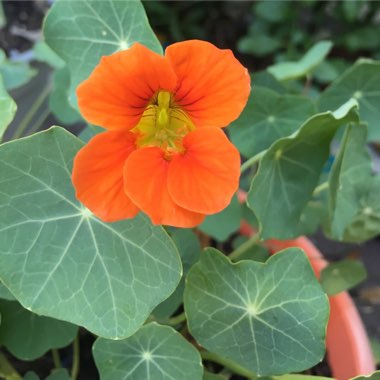 Tropaeolum majus