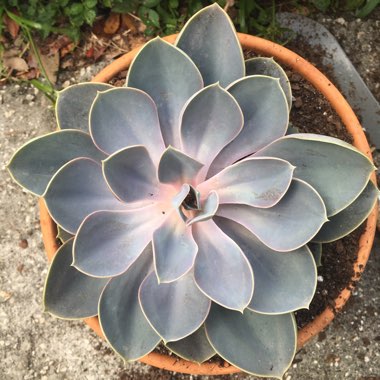 Echeveria Perle Von Nurnberg