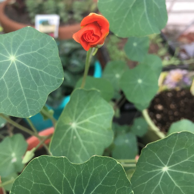 plant image 714714 plant image 714714