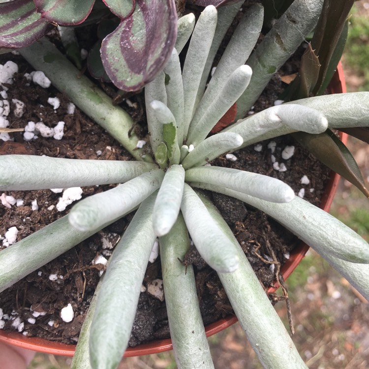 plant image 723381 plant image 723381