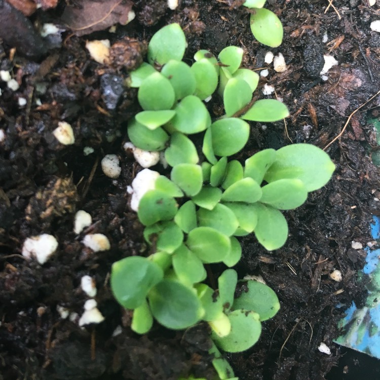 plant image 726414 plant image 726414