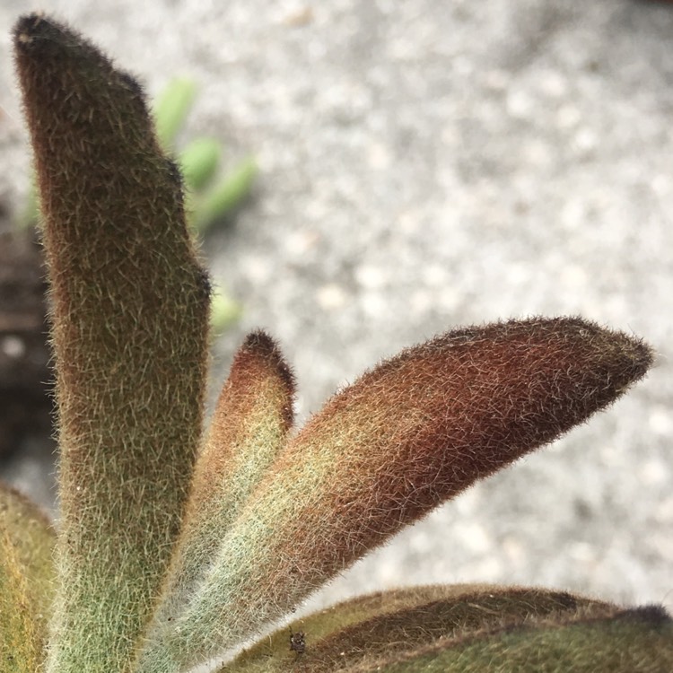 plant image 728741 plant image 728741