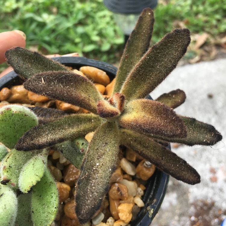 plant image 728763 plant image 728763