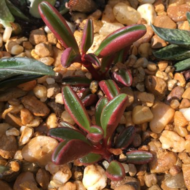 Peperomia Graveolens