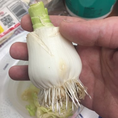 Allium porrum