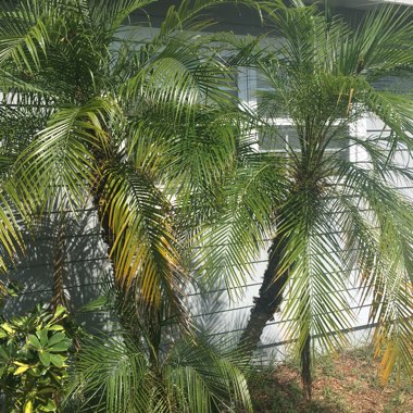 Phoenix Roebelenii